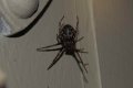 Spiders: Nuctenea umbratica
